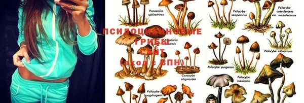 индика Козловка